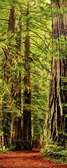 Steve Mohlenkamp Prints: Vertical panoramic of giant Redwood trees in Redwood National Park, California