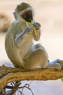 Vervet Prints: A Vervet Monkey at Samburu NP, Kenya