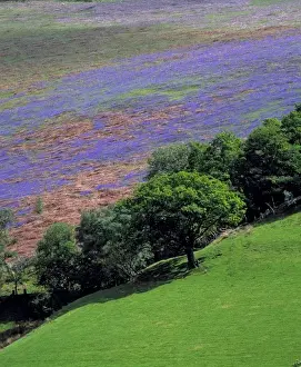 Gwynedd Prints: Vibrant purple wildflowers contrast with the deep greens near Llanymawddwy in Snowdonia NP