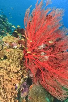 Images Dated 19th March 2004: Vibrant Sea Fan and schooling Anthias fish (Pseudanthias squamipinnis) Raja Ampat region of Papua