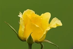 Vibrant yellow rose bloom contrasts rich green background. In Victorian times yellow