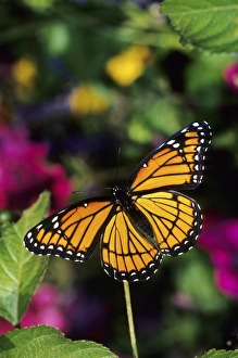 Viceroy Prints: Viceroy butterfly (Limenitis archippus) on Lantana (Lantana sp. ) Marion Co. IL