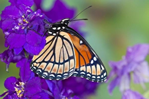 Images Dated 23rd July 2009: Viceroy Butterfly a mimic of the Monarch butterfly, Limenitis archippus