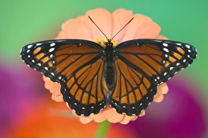 Images Dated 25th August 2005: Viceroy Butterfly a mimic of the Monarch butterfly, Limenitis archippus