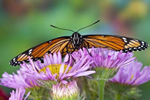 Images Dated 23rd July 2009: Viceroy Butterfly a mimic of the Monarch butterfly, Limenitis archippus