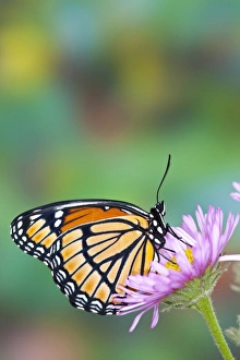 Images Dated 23rd July 2009: Viceroy Butterfly a mimic of the Monarch butterfly, Limenitis archippus