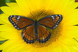 Images Dated 23rd July 2005: Viceroy Butterfly a mimic of the Monarch butterfly, Limenitis archippus