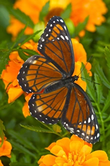 Images Dated 23rd July 2005: Viceroy Butterfly a mimic of the Monarch butterfly, Limenitis archippus