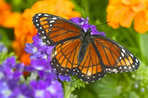 Images Dated 23rd July 2005: Viceroy Butterfly that mimics the Monarch Butterfly