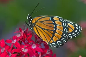 Images Dated 23rd August 2005: Viceroy Butterfly that mimics the Monarch Butterfly