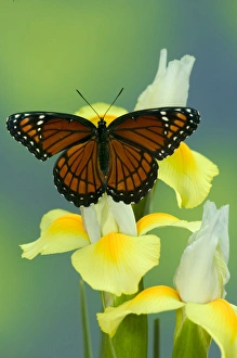 Images Dated 25th August 2005: Viceroy Butterfly that mimics the Monarch Butterfly