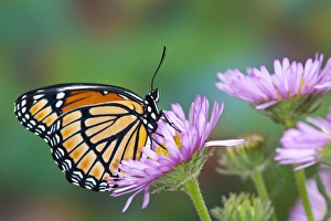 Images Dated 23rd July 2009: Viceroy Butterfly that mimics the Monarch Butterfly
