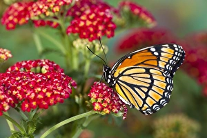 Images Dated 23rd July 2009: Viceroy Butterfly that mimics the Monarch Butterfly