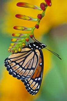 Images Dated 23rd July 2009: Viceroy Butterfly that mimics the Monarch Butterfly
