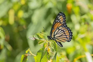 Animal Prints: Viceroy (Limenitis archippus) in prairie Marion County, Illinois