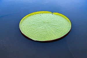 Lilies Prints: Victoria amazonica lily pad on Rupununi River, southern Guyana