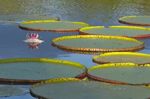 Images Dated 26th February 2013: Victoria amazonica lily pads and flowers on Rupununi River, southern Guyana