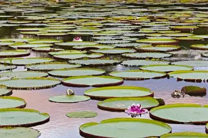 Lilies Prints: Victoria amazonica lily pads and flowers on Rupununi River, southern Guyana