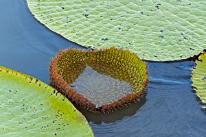 Lilies Prints: Victoria amazonica lily pads, new leaf, on Rupununi River, southern Guyana