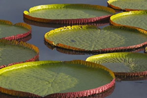 Images Dated 25th February 2013: Victoria amazonica lily pads on Rupununi River, southern Guyana