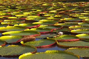 Images Dated 25th February 2013: Victoria amazonica lily pads on Rupununi River, southern Guyana