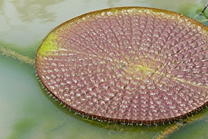 Images Dated 26th February 2013: Victoria amazonica lily pads on Rupununi River, southern Guyana