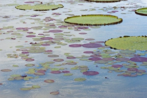 Images Dated 26th February 2013: Victoria amazonica lily pads on Rupununi River, southern Guyana