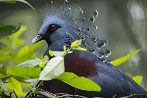 Pigeon Prints: Victoria Crowed-Pigeon (Goura Victoria) native to New Guinea
