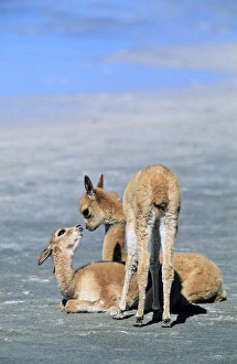 Images Dated 24th January 2013: Vicuna (Vicugna vicugna), Altiplano, Chile