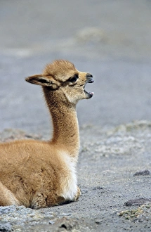 Vicuna (Vicugna vicugna), Altiplano, Chile