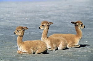 Images Dated 24th January 2013: Vicuna (Vicugna vicugna), Altiplano, Chile