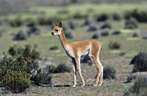 Images Dated 24th January 2013: Vicuna (Vicugna vicugna), Altiplano, Chile