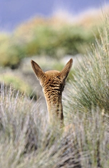 Images Dated 24th January 2013: Vicuna (Vicugna vicugna), Altiplano, Chile