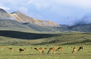 Images Dated 24th January 2013: Vicuna (Vicugna vicugna), Altiplano, Chile