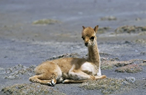 Images Dated 24th January 2013: Vicuna (Vicugna vicugna), Altiplano, Chile