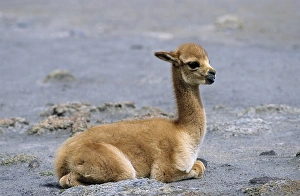 Vicuna (Vicugna vicugna), Altiplano, Chile