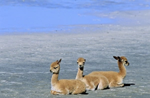 Vicuna (Vicugna vicugna), Altiplano, Chile