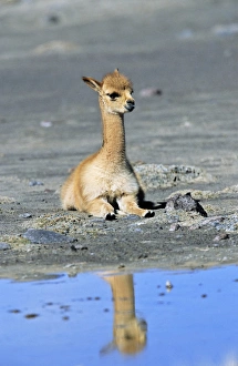 Images Dated 24th January 2013: Vicuna (Vicugna vicugna), Altiplano, Chile