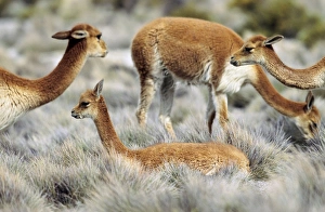 Images Dated 24th January 2013: Vicuna (Vicugna vicugna), Altiplano, Chile