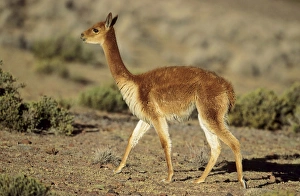 Images Dated 24th January 2013: Vicuna (Vicugna vicugna), Altiplano, Chile