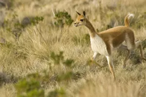 Images Dated 21st May 2005: Vicuna (Vicugna vicugna) in grass, Vicuna, Suasi Island (also known as Isla Suasi)
