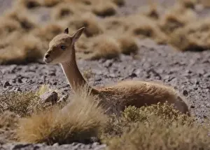 Grasses Prints: The vicuna is one of two wild South American camelids which live in the high alpine