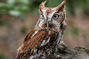 Beak Prints: Vienna, Virginia. Eastern Screech Owl with steel grey eyes stands on a tree stump