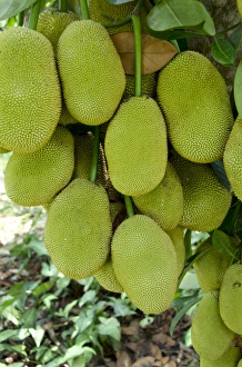 Select Focus Prints: Vietnam, Cu Chi. Ripe jack fruit on tree