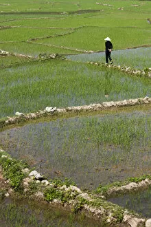 Vietnam Collection: Vietnam, Dien Bien Phu, rice fields