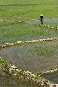Vietnam Collection: Vietnam, Dien Bien Phu, rice fields