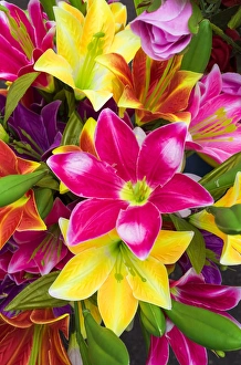Vietnam Collection: Vietnam, Hanoi, flower market