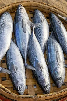 Silver Prints: Vietnam. Mackerels from the nights catch on the beach at Hoi An