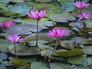 Mui Ne Prints: Vietnam, Mui Ne. Pink water lilies