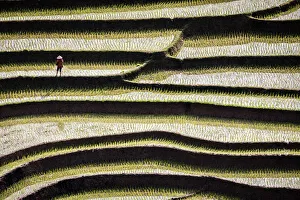Paddy Prints: Vietnam. Rice paddies in the highlands of Sapa